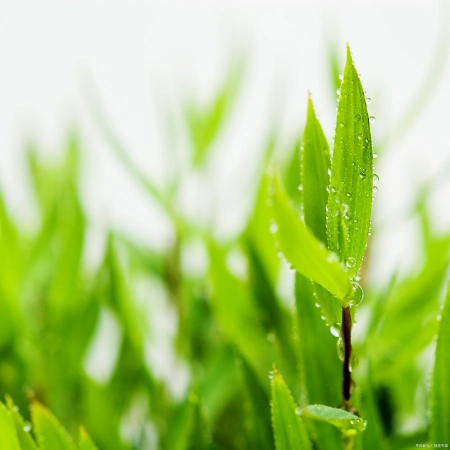 适合水培的植物有哪些？这五个绿植适合，您不要错过(适合水培的有哪些蔬菜)